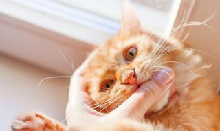 猫咪咬人抓人的原因和解决训练方法
